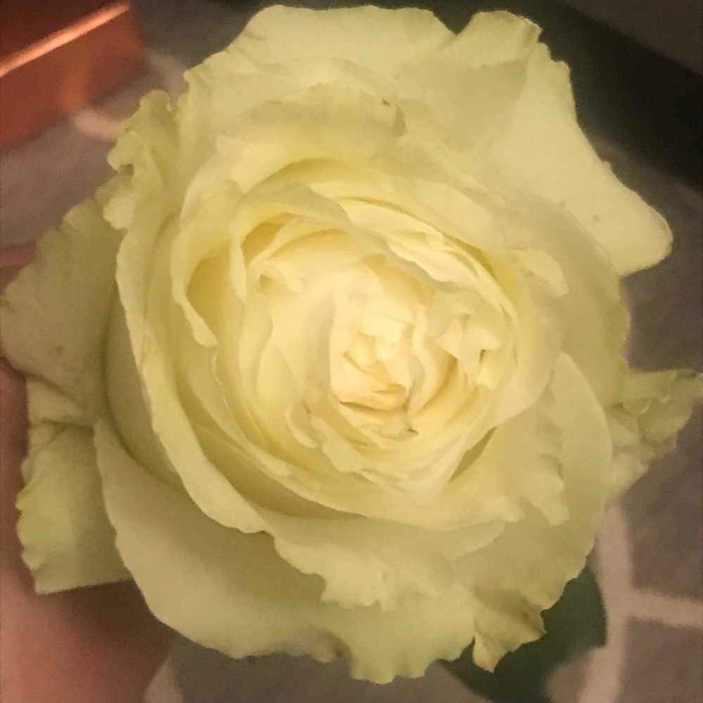 Meet your Posher, Diana